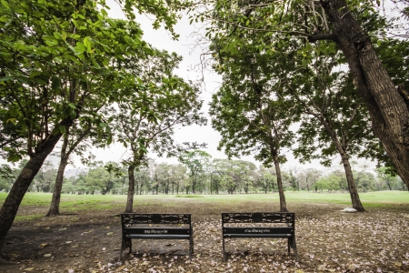 The greenin park landscape gives us the fresh atmosphere among the trees and clear sky.の写真素材