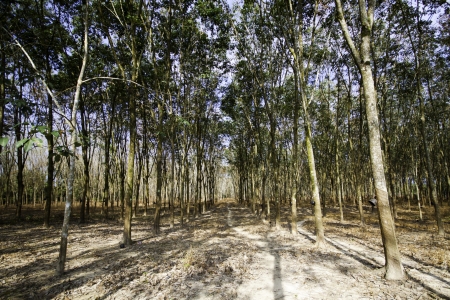 The freshness of the natural landscape of walkway in the rural scene.の写真素材