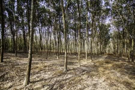 The beautiful and calm natural landscape of the rubber trees forest in the southern part of Thailand の写真素材
