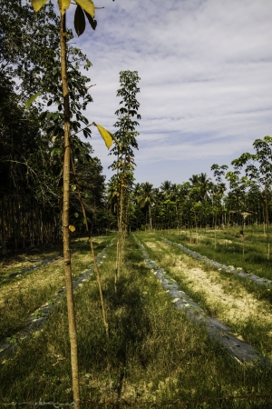 The beautiful and calm natural landscape of the rubber trees forest in the southern part of Thailand の写真素材