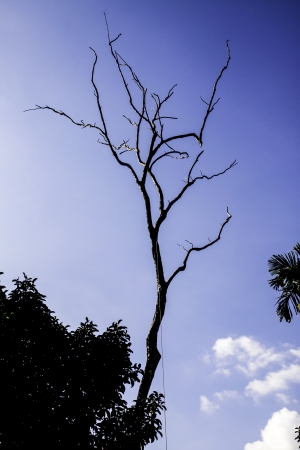 The freshness of the natural landscape of rubber forest in the rural scene in southern part of Thailand.の写真素材