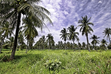 The beautiful natural landscape of tropical greening field of Thailand.の写真素材
