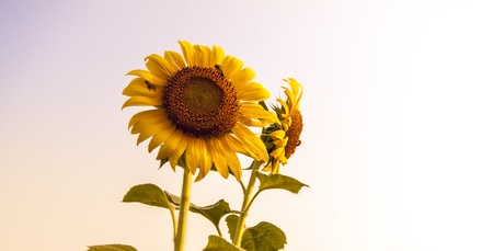 The beautiful sunflower, the beauty of nature.の写真素材