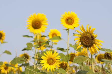 The beautiful sunflower, the beauty of nature.の写真素材