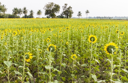 The beautiful sunflower, the beauty of nature.の写真素材
