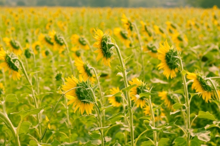 The beautiful sunflower, the beauty of nature.の写真素材