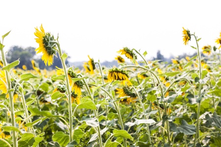 The beautiful sunflower, the beauty of nature.の写真素材