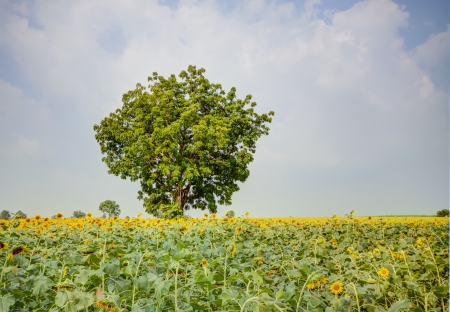 The beautiful sunflower, the beauty of nature.の写真素材