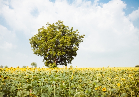 The beautiful sunflower, the beauty of nature.の写真素材