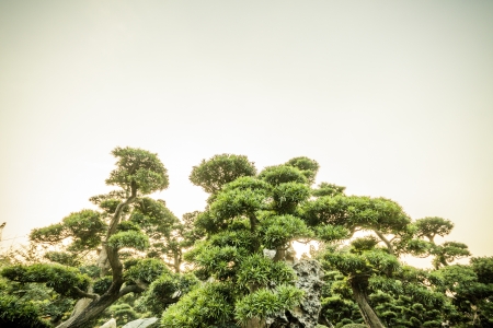 HONG KONG - JANUARY 5 : Chi Lin Nunnery & Nan Lian Garden on January 5, 2013 in Hong kong. The Chi...