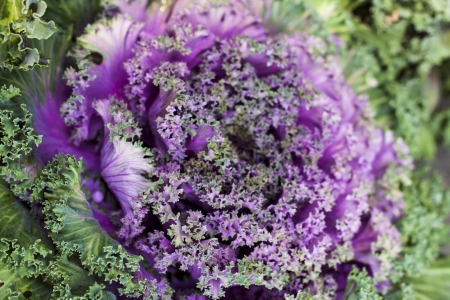 Cabbage is the annual crops in the family of Brassica oleracea capitata of the serie Cruciferae.の写真素材