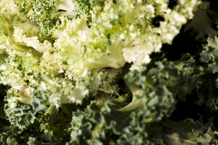 Cabbage is the annual crops in the family of Brassica oleracea capitata of the serie Cruciferae.の写真素材