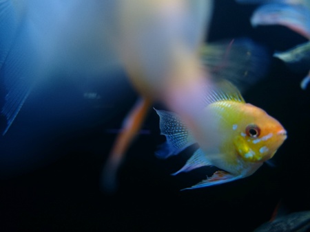 The Big Fish