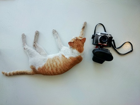 A cat and a film cameraの素材
