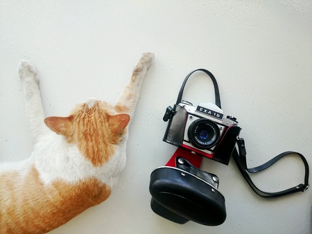 A cat and a film camera の素材