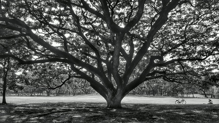 The Big Treeの素材