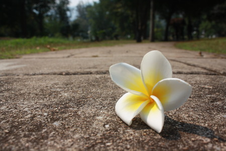 Pagoda tree flower on streetの写真素材