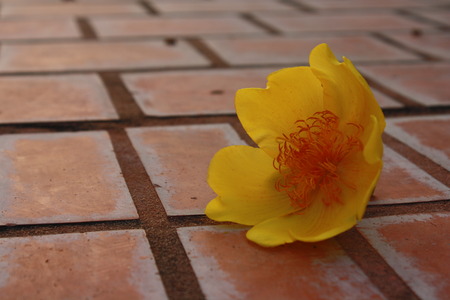 Yellow cotton tree flower is on the brick walking-way.の写真素材