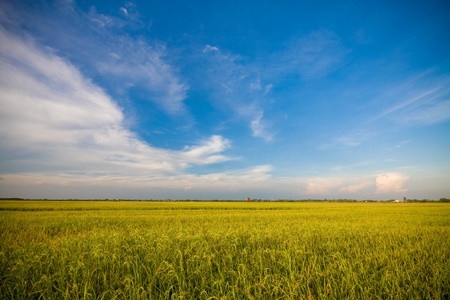 RiceGrass