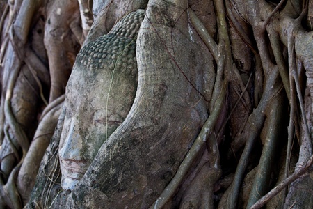 Head of Sandstone Buddha at Ayutthaya.Thailand.の写真素材