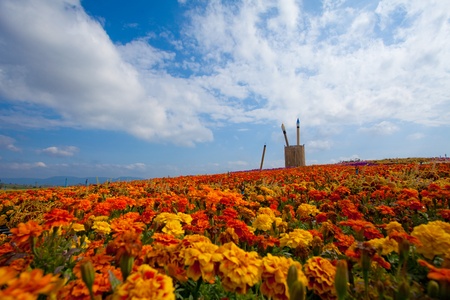 summer field of red flower on a background blue skyの写真素材