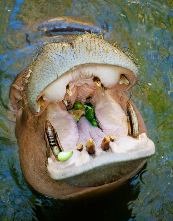 Hippo open its mouthの写真素材