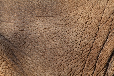Elephant skin backgroundの写真素材