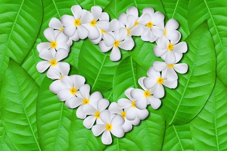 Green leaves backgroundの写真素材