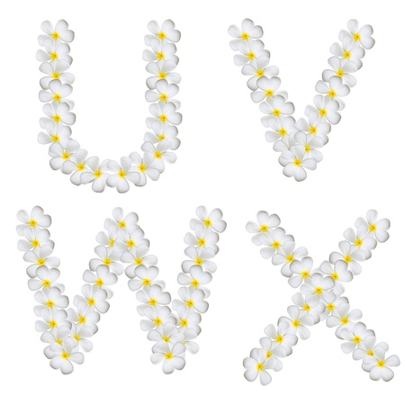 Plumeria alphabet isolated on white background  ( U V W X )の写真素材