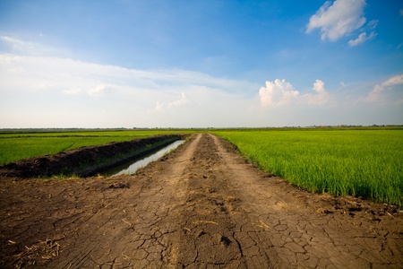 Green grass and way, the blue skyの写真素材