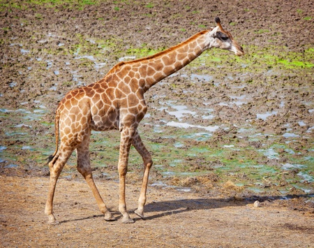 A lone Masai giraffe in national parkの写真素材