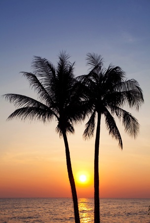 Palm forest silhouettes on sunriseの写真素材