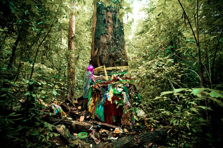 Hollow tree in the forestの写真素材