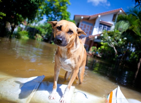 dog looking on overflowing waters of river, natural disasterの写真素材