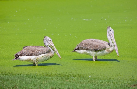 majestic Dalmatian pelican standing on waterの写真素材