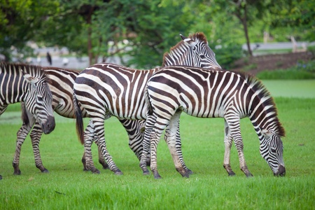 zebras was eating grass in the parkの写真素材
