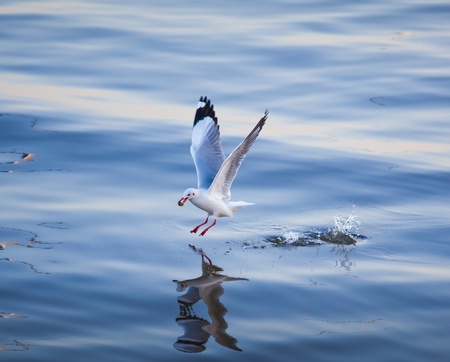 Seagulls eating in the sea