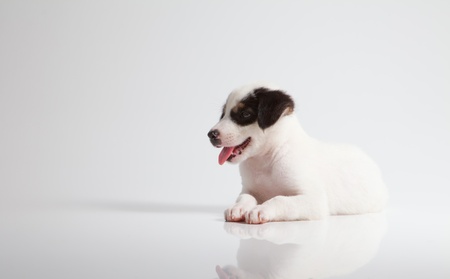 puppy dog isolated on white backgroundの写真素材