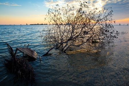 Dead naked tree on lake of the cloudy skyの写真素材