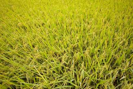 Golden paddy rice field ready for harvestの写真素材