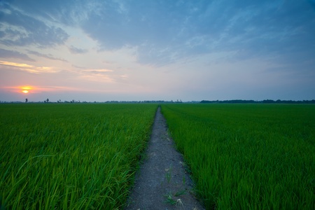 Rice sunset farm landscape sky beautiful fieldの写真素材