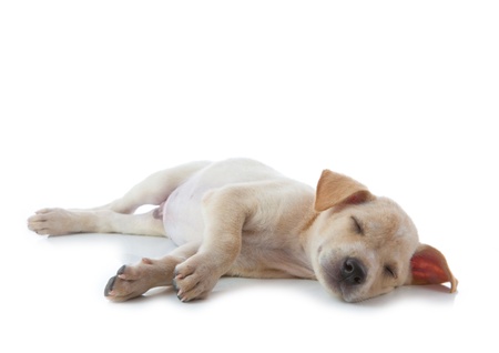puppy dog sleep isolated on white backgroundの写真素材