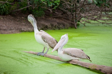 majestic Dalmatian pelican standing on waterの写真素材