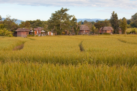 Village with gold field in Pai Maehongson ,Thailandのeditorial素材