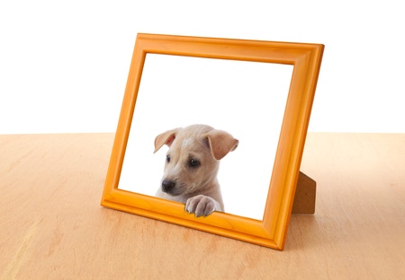 dog with empty frame on white backgroundの写真素材