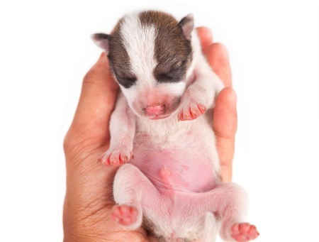 puppy dog with hand isolated on white backgroundの写真素材