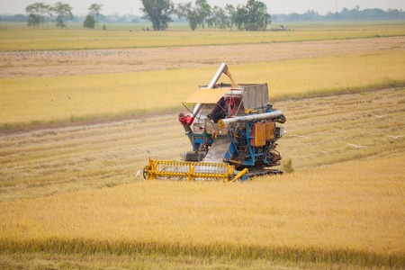 Farm worker harvesting rice with Combine machine in rice fieldの写真素材