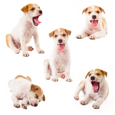 Puppy Dog collection showing tongue isolated on white backgroundの写真素材