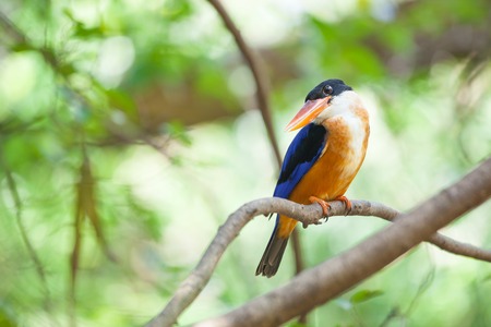 Beautiful blue Kingfisher bird sitting on a branchの写真素材