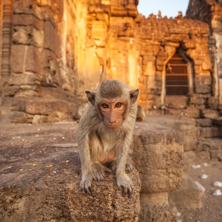 Baby monkeys in Thai Temple,Lopburi, Thailand.の写真素材